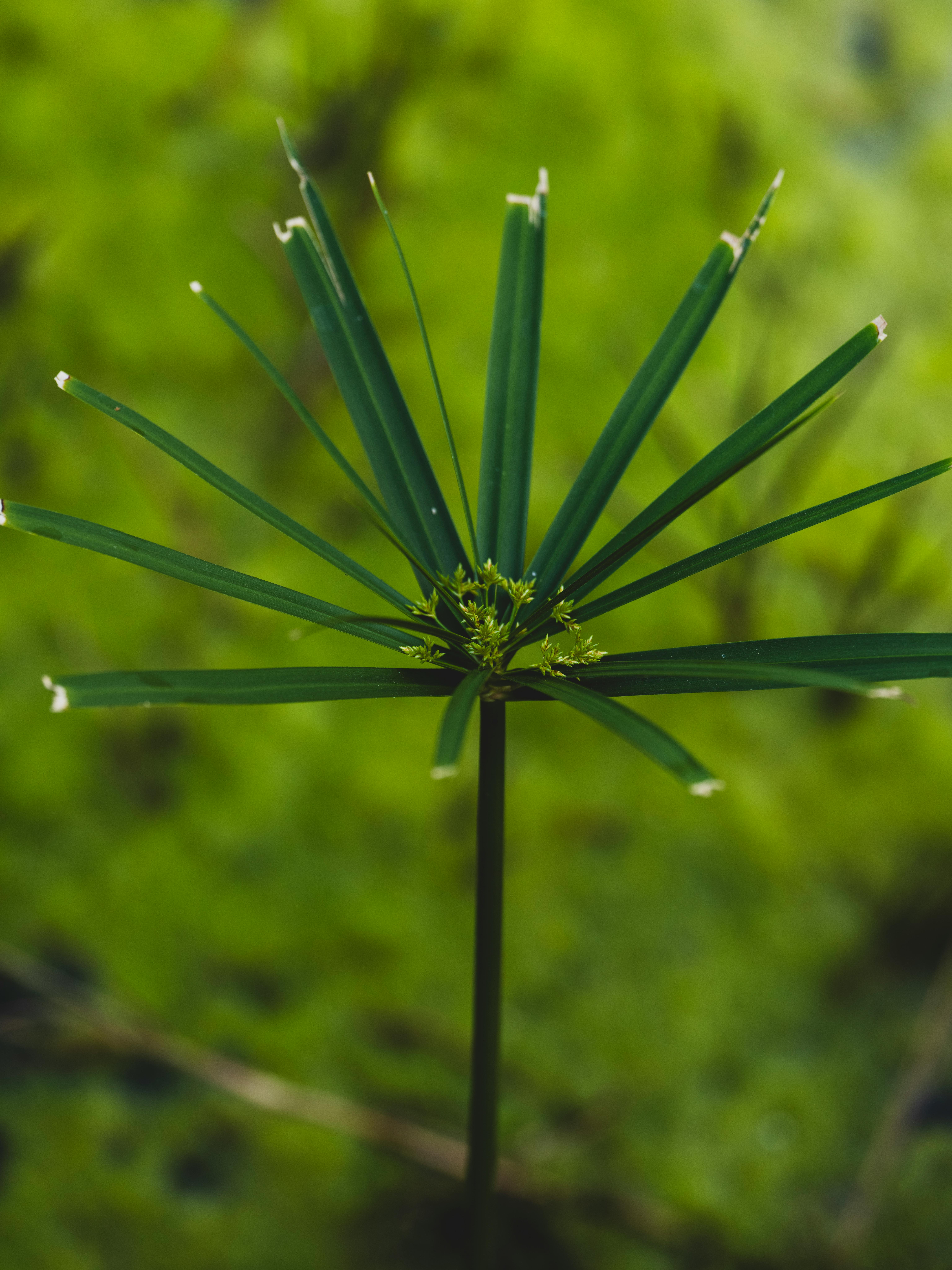 A cyperus papyrus plant, the source of the original paper